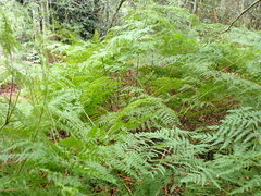 Hypolepis sparsisora