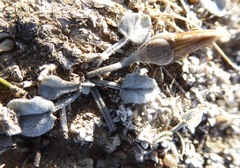 Convolvulus verecundus