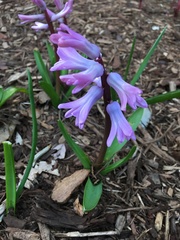 Hyacinthus
