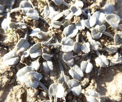 Convolvulus verecundus