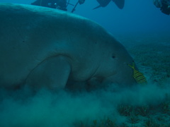 Dugong dugon