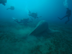 Dugong dugon