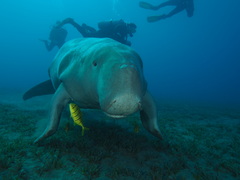 Dugong dugon