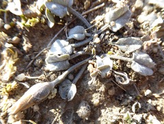 Convolvulus verecundus