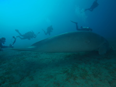 Dugong dugon