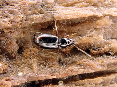 Bembidion biguttatum