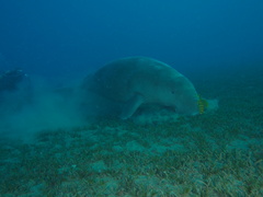 Dugong dugon