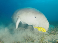 Dugong dugon