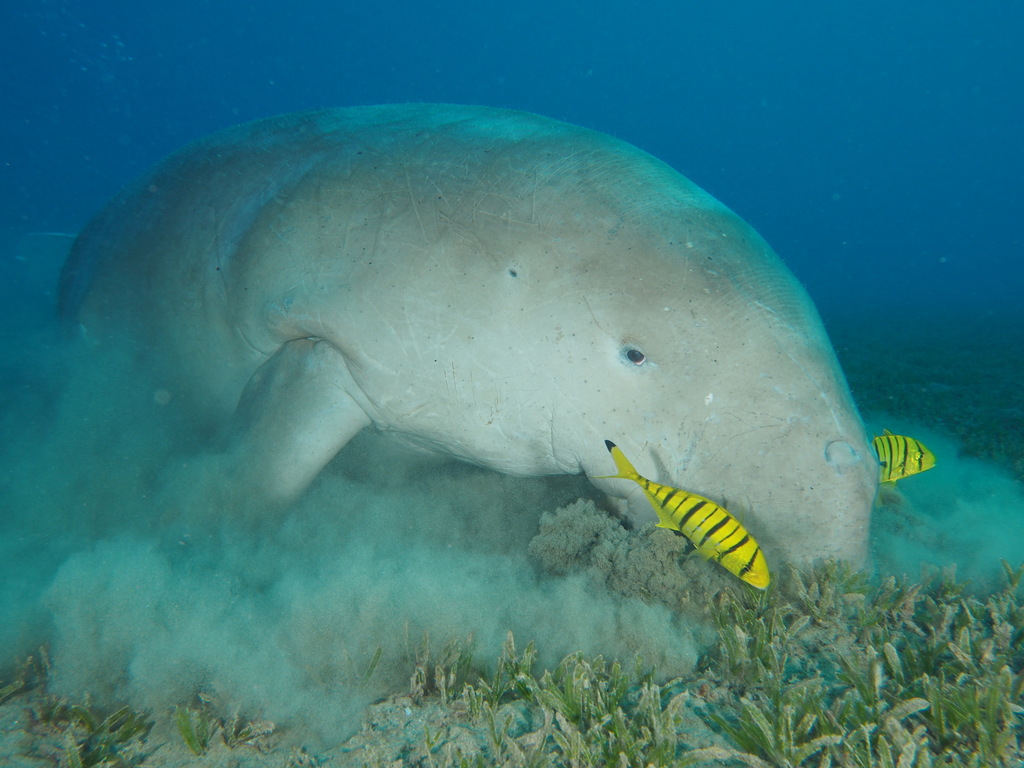 Dugong