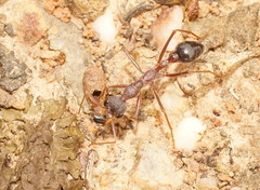 Myrmecia nigriceps