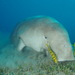 Dugongs - Photo (c) Dennis Rabeling, some rights reserved (CC BY-NC-ND), uploaded by Dennis Rabeling