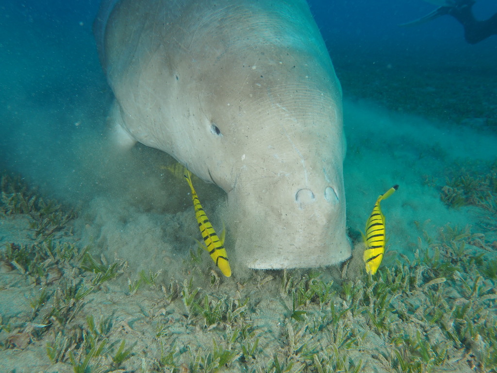 Sirenians (Sirenia) - Know Your Mammals