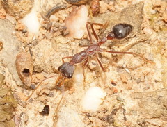 Myrmecia nigriceps