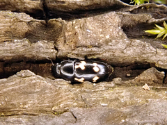 Glischrochilus quadriguttatus