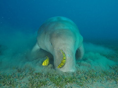 Dugong dugon