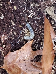 Scolecocampa liburna