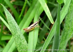 Bogotacris acuticauda
