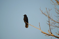 Corvus corone