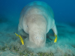 Dugong dugon