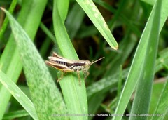 Bogotacris acuticauda