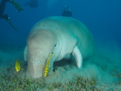 Dugong dugon
