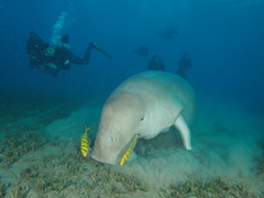 Dugong dugon
