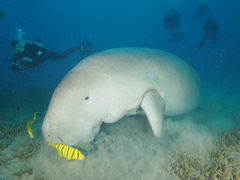 Dugong dugon
