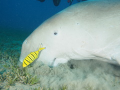 Dugong dugon