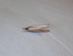 Fissicrambus quadrinotellus