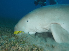 Dugong dugon
