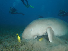 Dugong dugon
