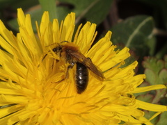 Andrena haemorrhoa