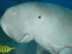 Dugong dugon