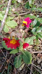 Primula