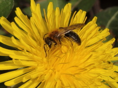 Andrena haemorrhoa