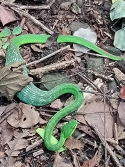 Trimeresurus insularis