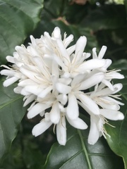 Coffea liberica