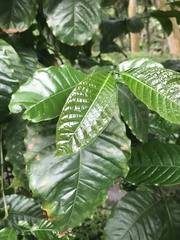 Coffea liberica
