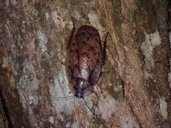 Morphna maculata