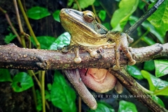 Polypedates leucomystax