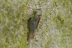 Viridicerus ustulatus
