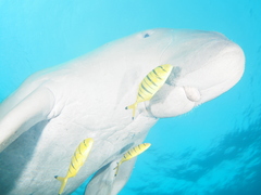 Dugong dugon