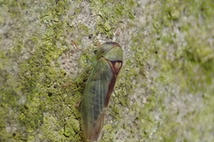 Viridicerus ustulatus