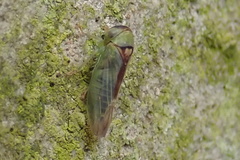 Viridicerus ustulatus