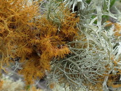 Teloschistes puber