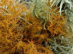 Teloschistes puber