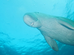 Dugong dugon