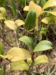 Skimmia