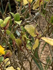 Skimmia