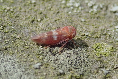 Tremulicerus tremulae